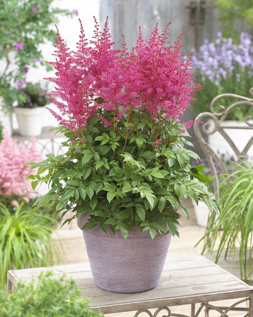 Астильба Jump and Jive