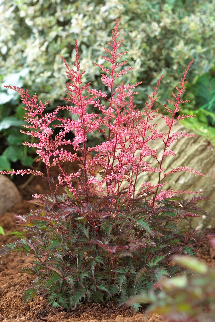 Астильба Key West