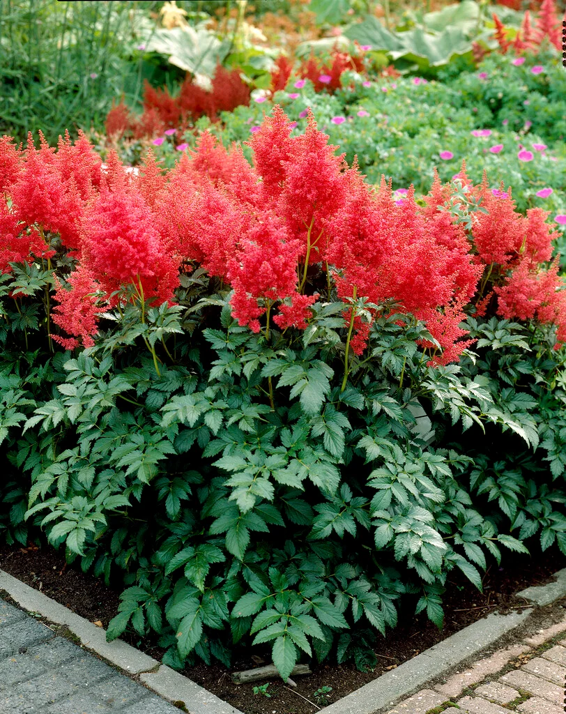 Астильба Koblenz