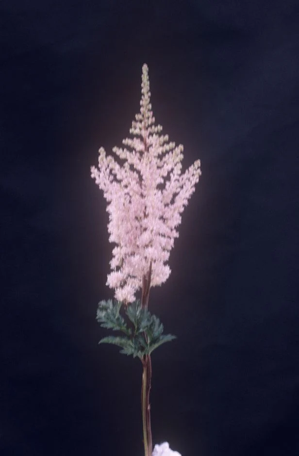 Астильба Lilliput