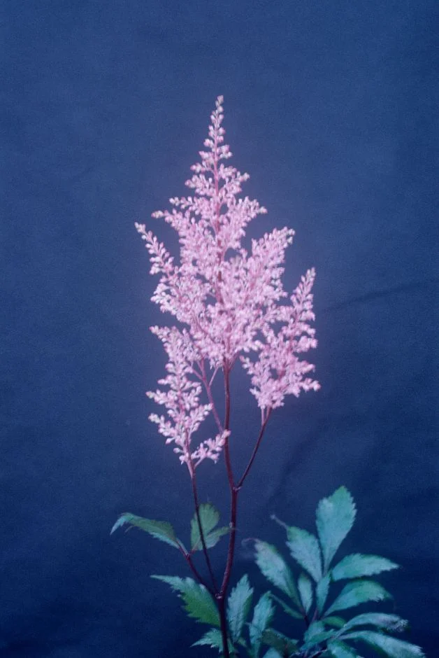 Астильба Lollipop