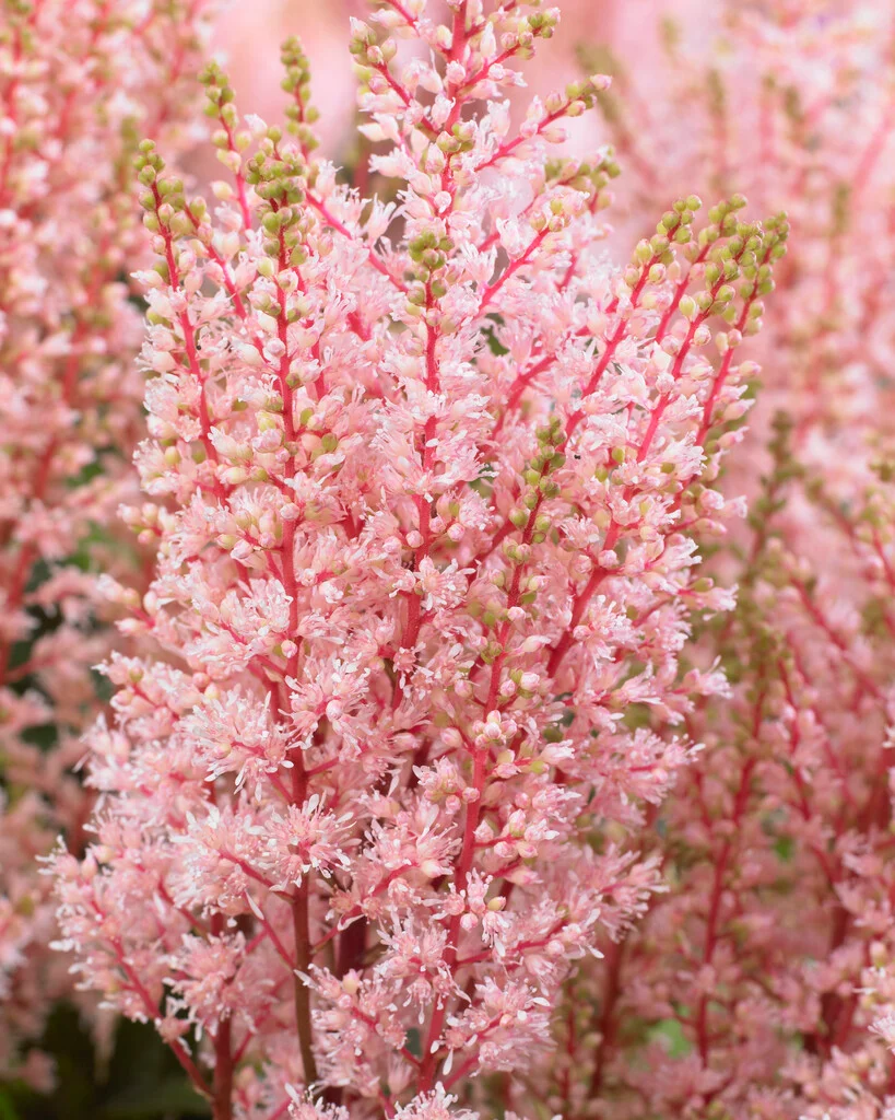 Астильба Look at Me