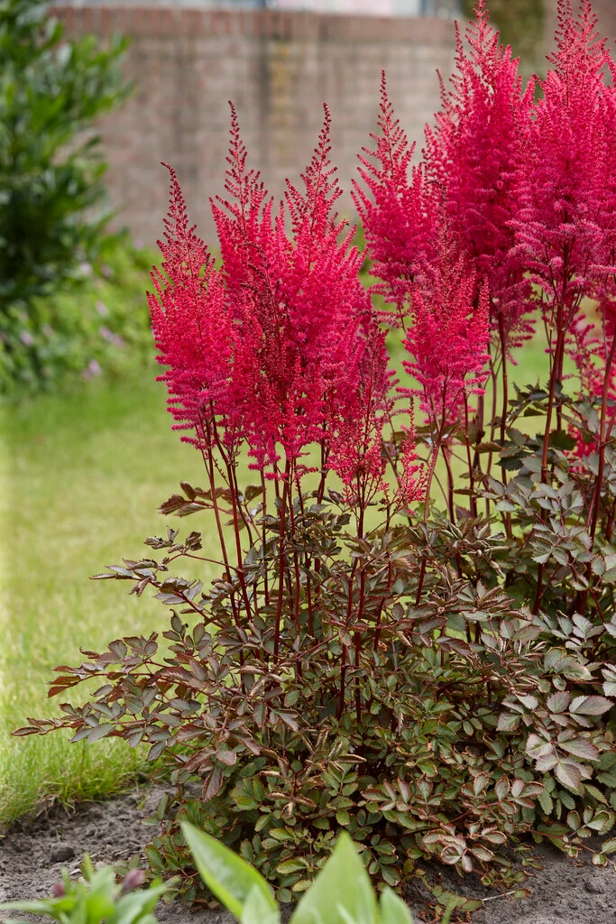 Астильба Mighty Chocolate Cherry