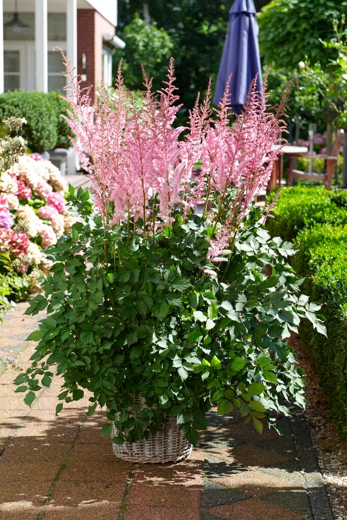 Астильба Mighty Pip