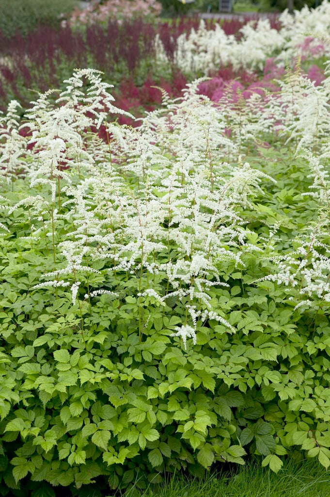 Астильба Moerheimii