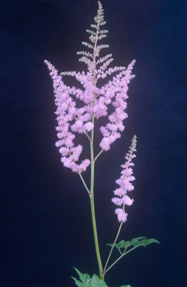 Астильба Moorheims Glory