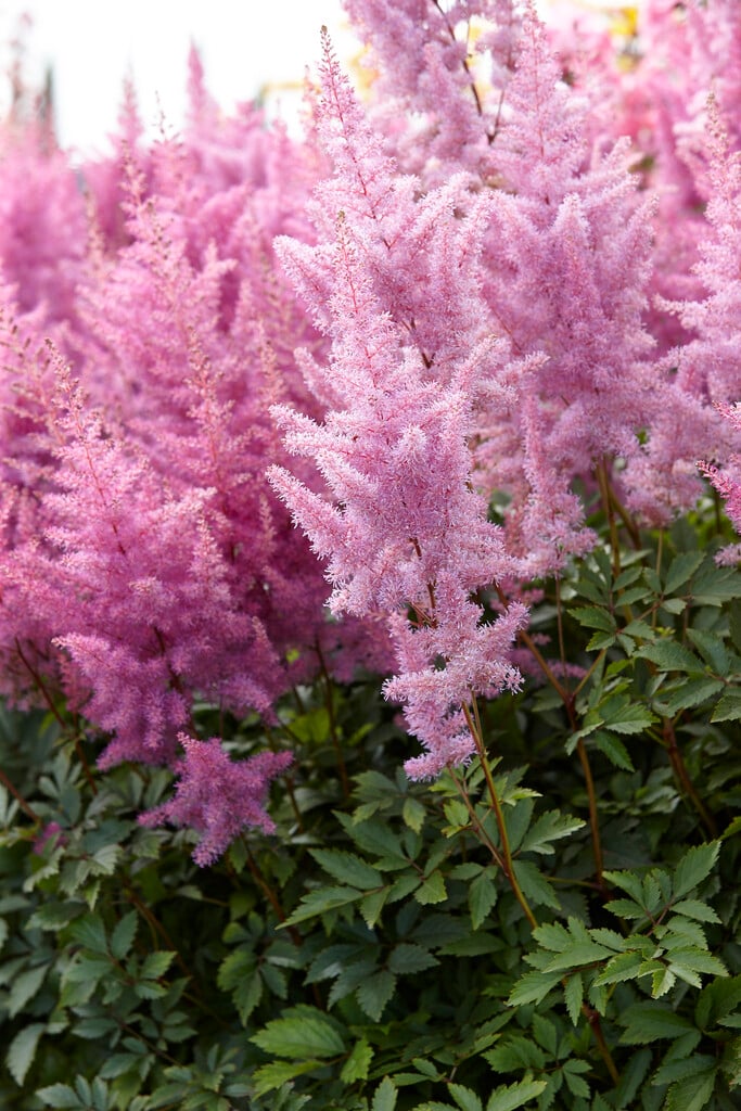 Астильба Nemo