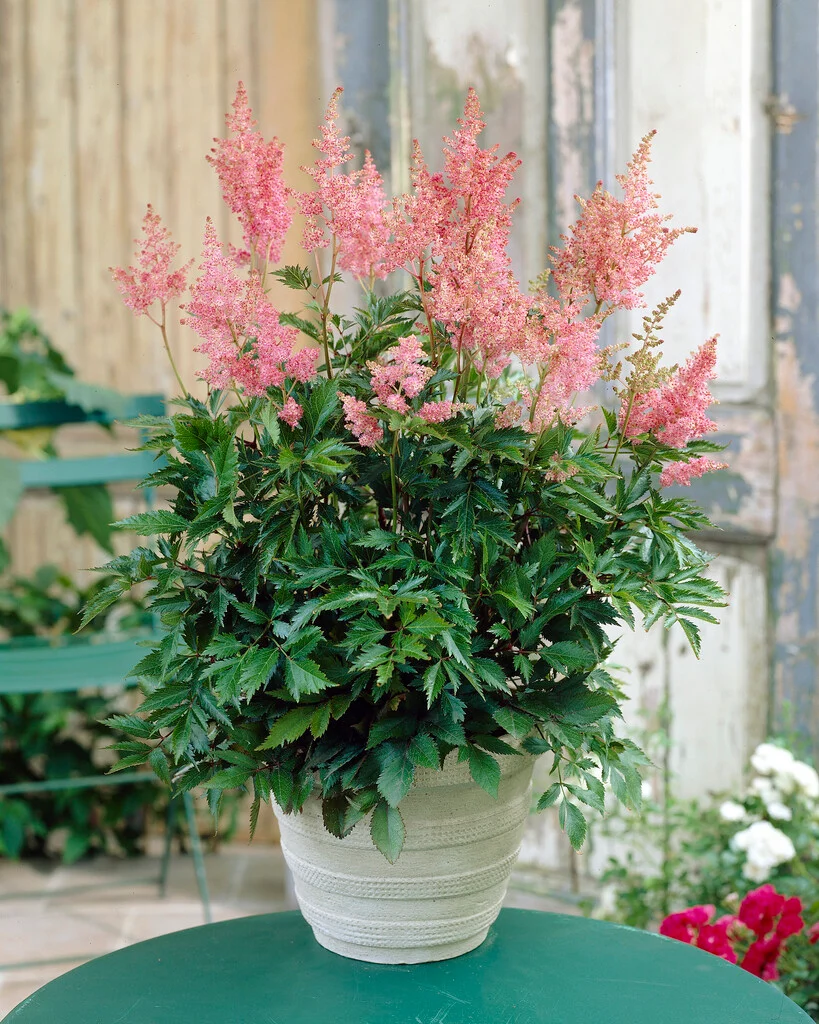 Астильба Nikki