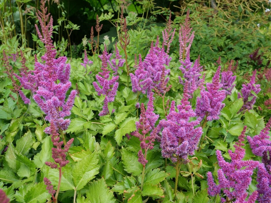 Астильба Obergärtner Jürgens