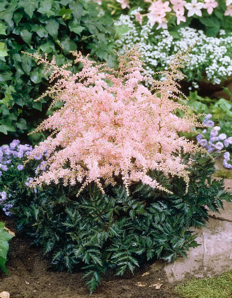 Астильба Pink Lightening