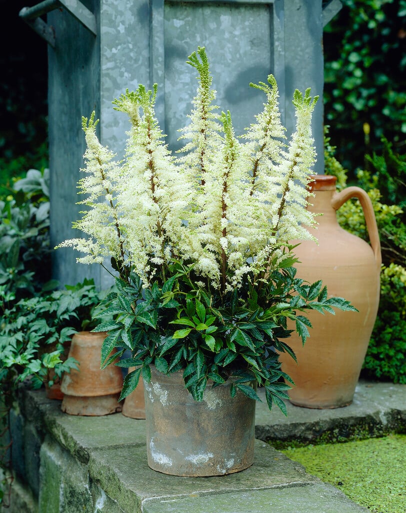 Астильба Praecox Alba