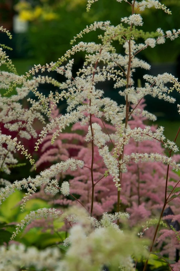 Астильба Professor van der Wielen