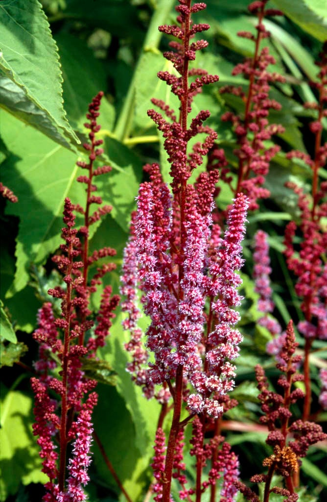 Астильба Purpurkerze