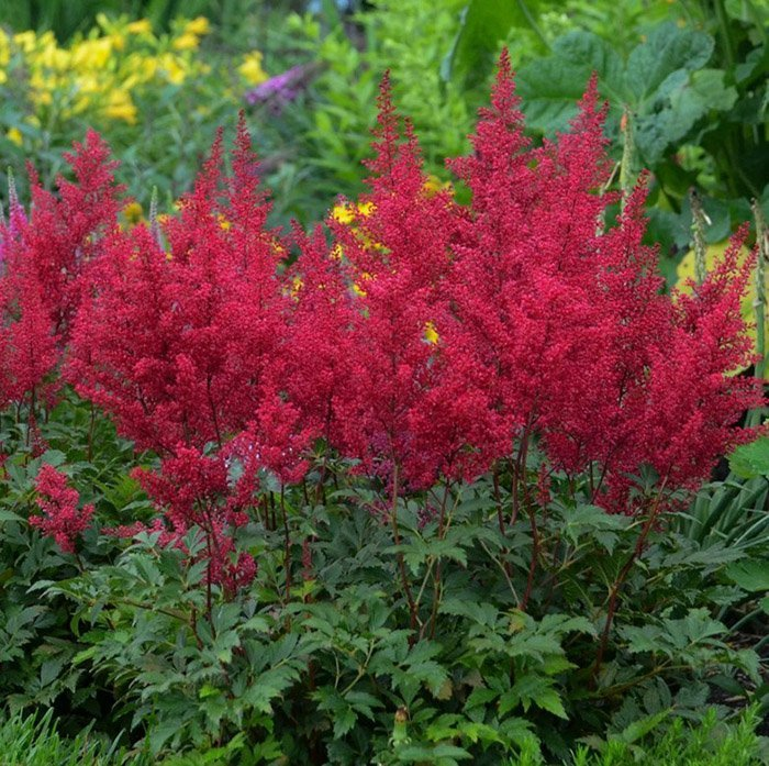Астильба Red Sentinel