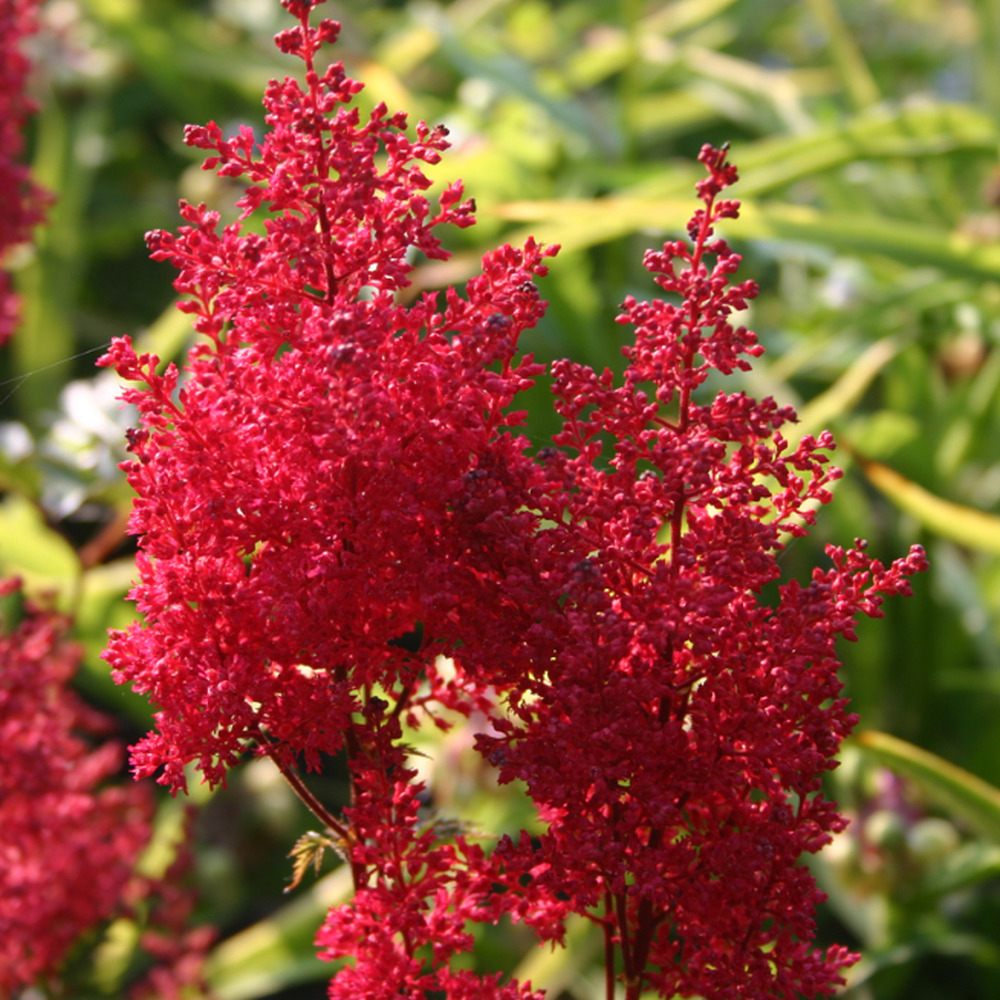 Астильба Red Sentinel цветок