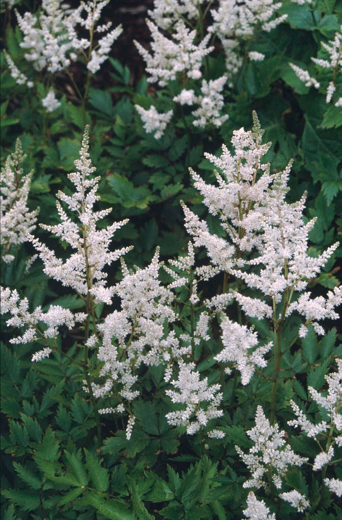 Астильба Rheinland