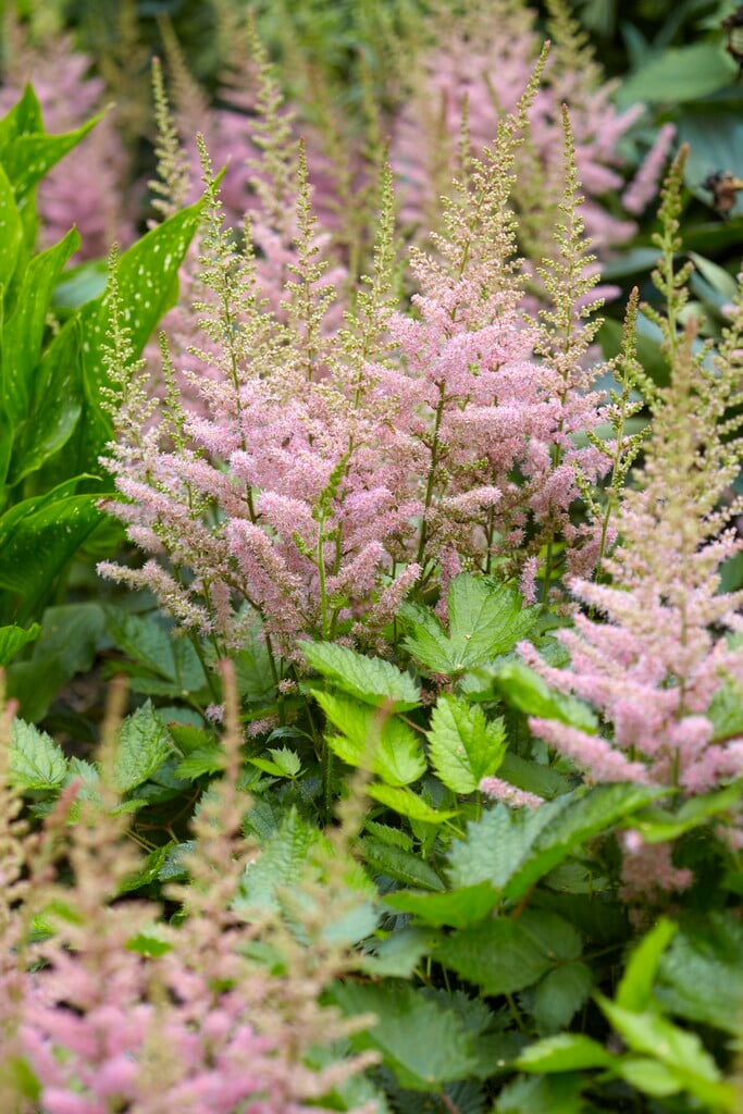 Астильба Salland