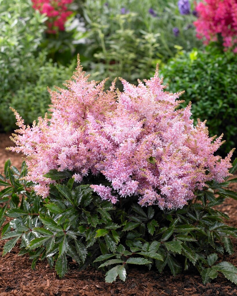 Астильба Short 'n' Sweet. Sugarberry