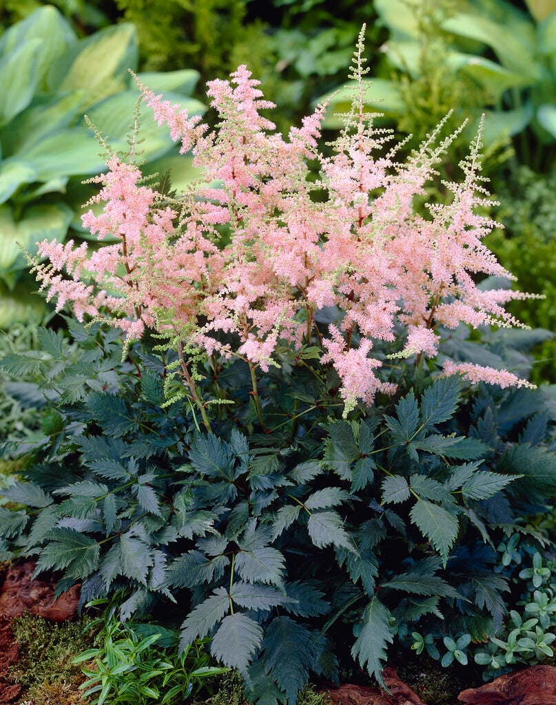Астильба Touch of Pink