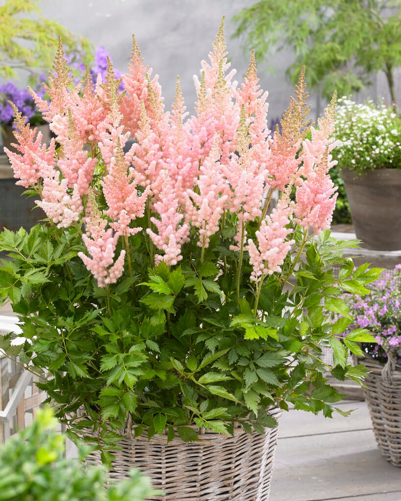 Астильба Vision Inferno