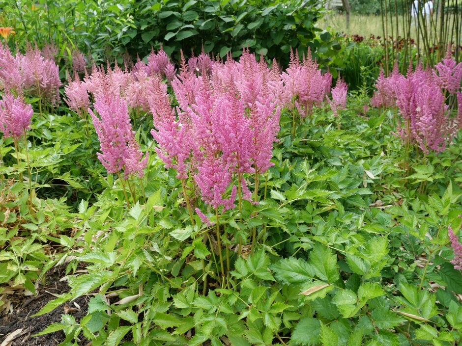 Астильба Vision in Pink