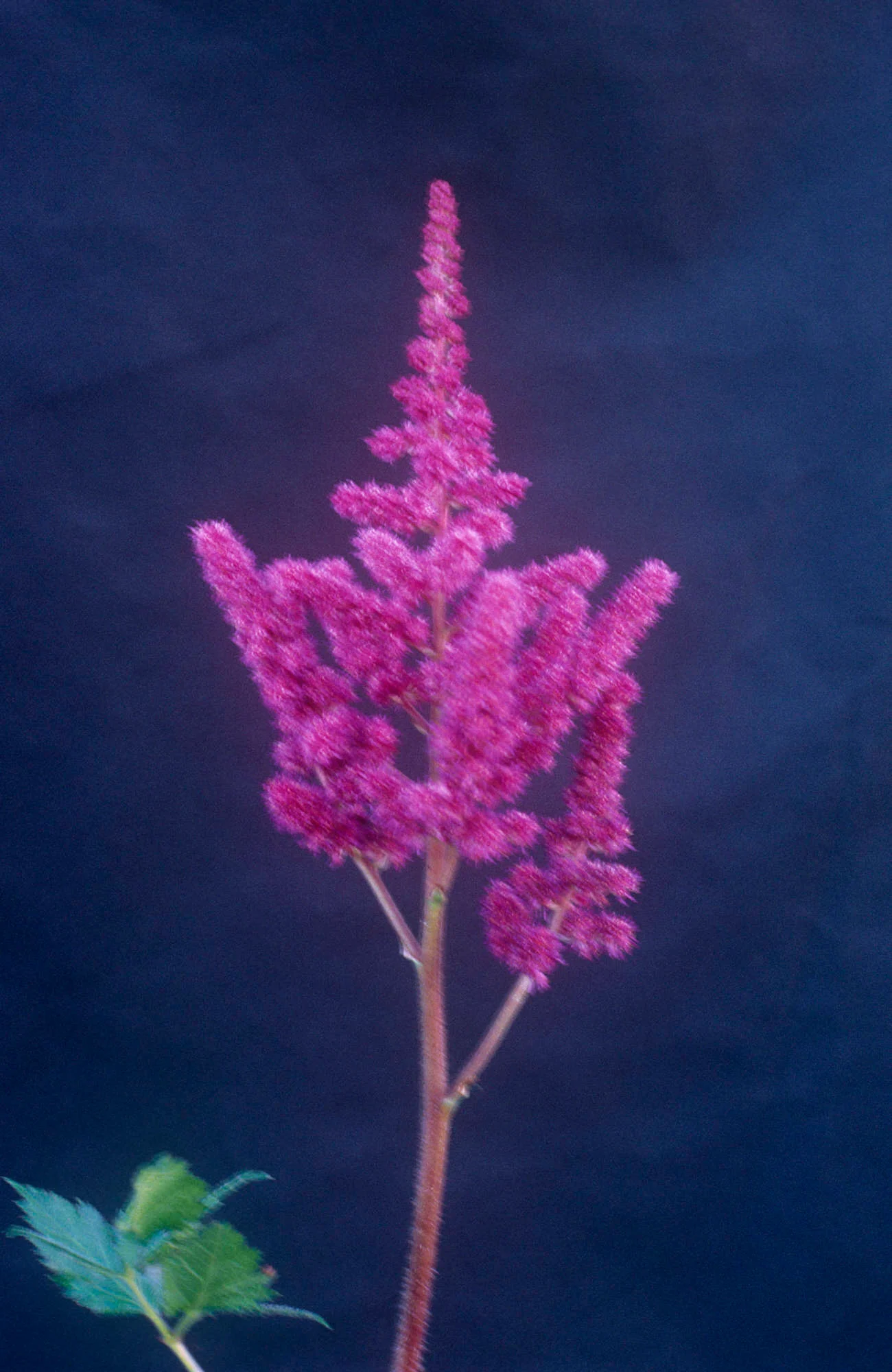 Астильба Vision in Red