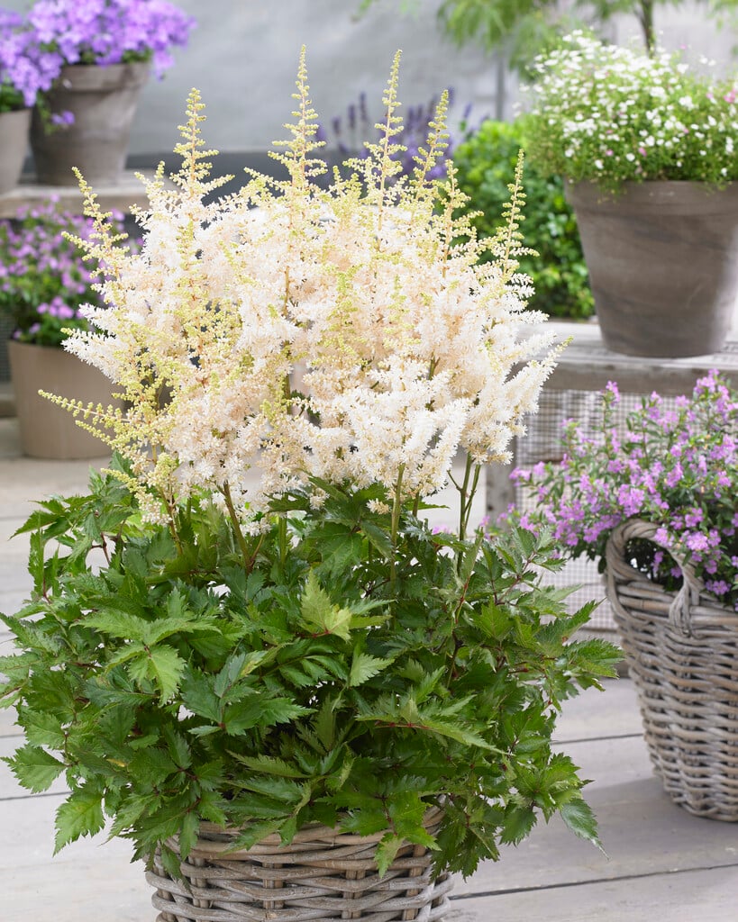 Астильба Vision in White