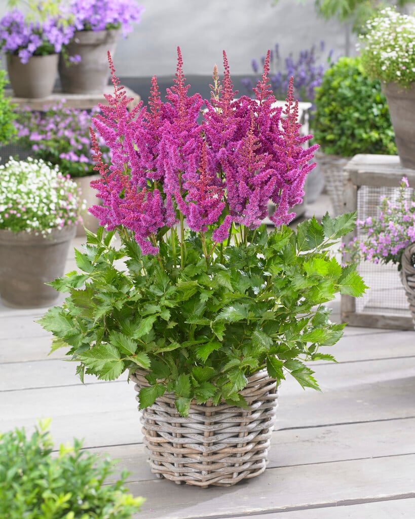 Астильба Visions