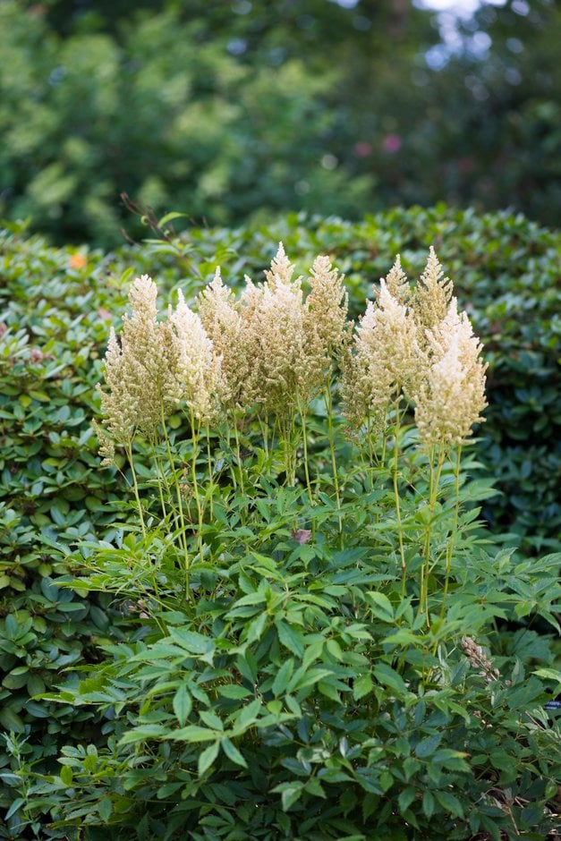 Астильба Weisse Gloria