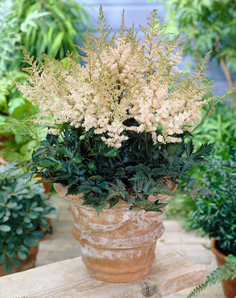 Астильба White Wings