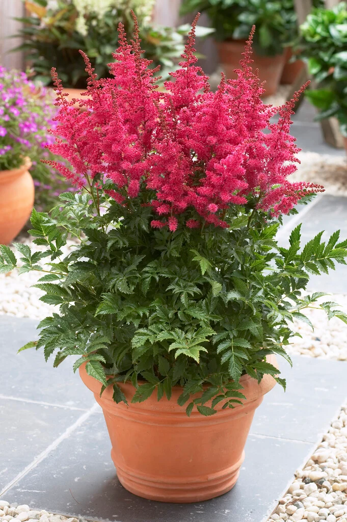 Астильба Younique Carmine