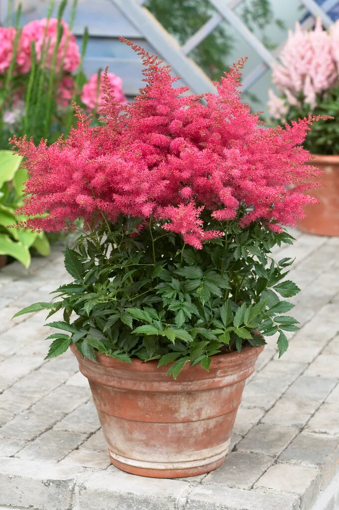 Астильба Younique Cerise