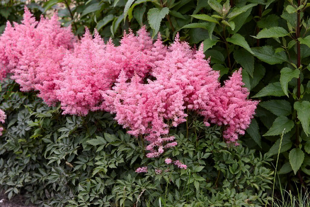 Астильба Younique Pink