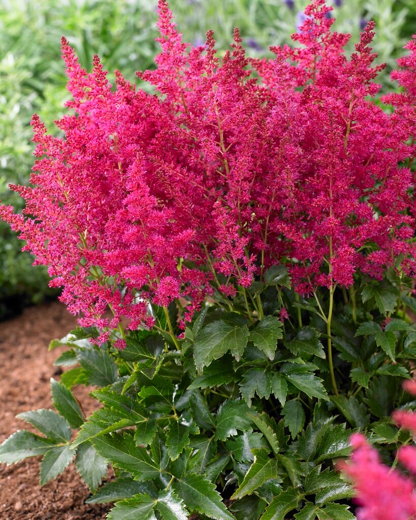 Астильба Younique Red