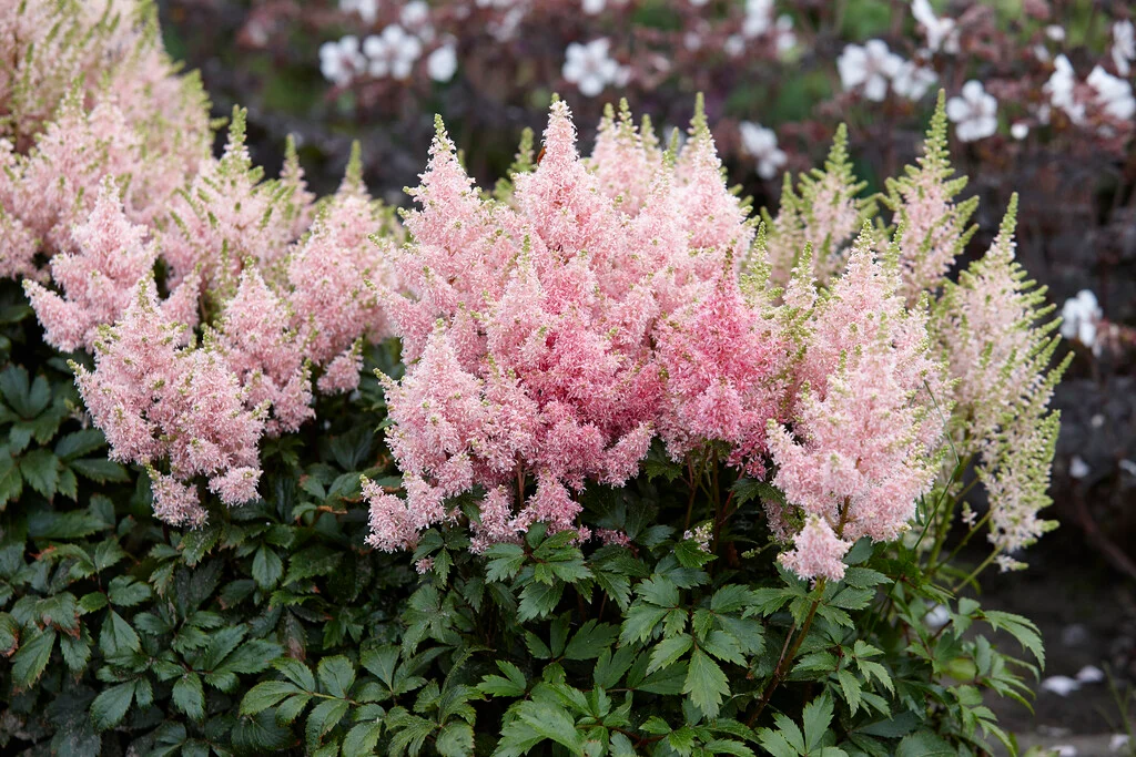 Астильба Younique Salmon