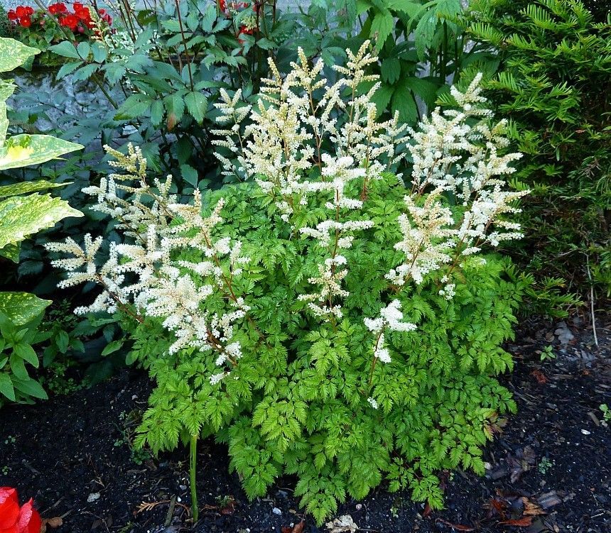 Aruncus aethusifolius