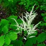Aruncus americanus