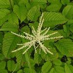 Aruncus asiaticus