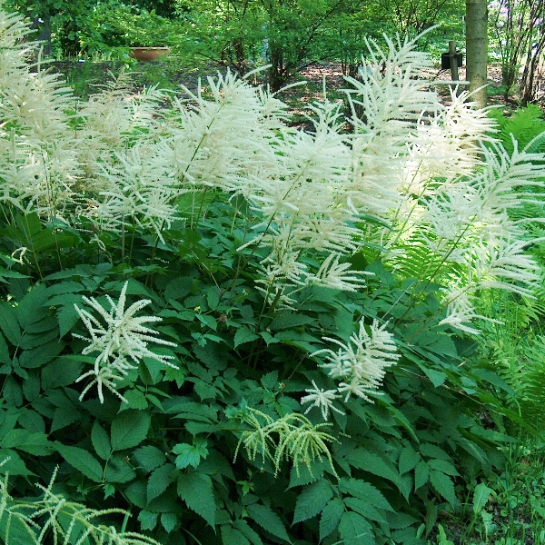 Aruncus dioicus