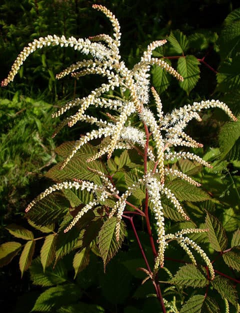 Aruncus kamtschaticus
