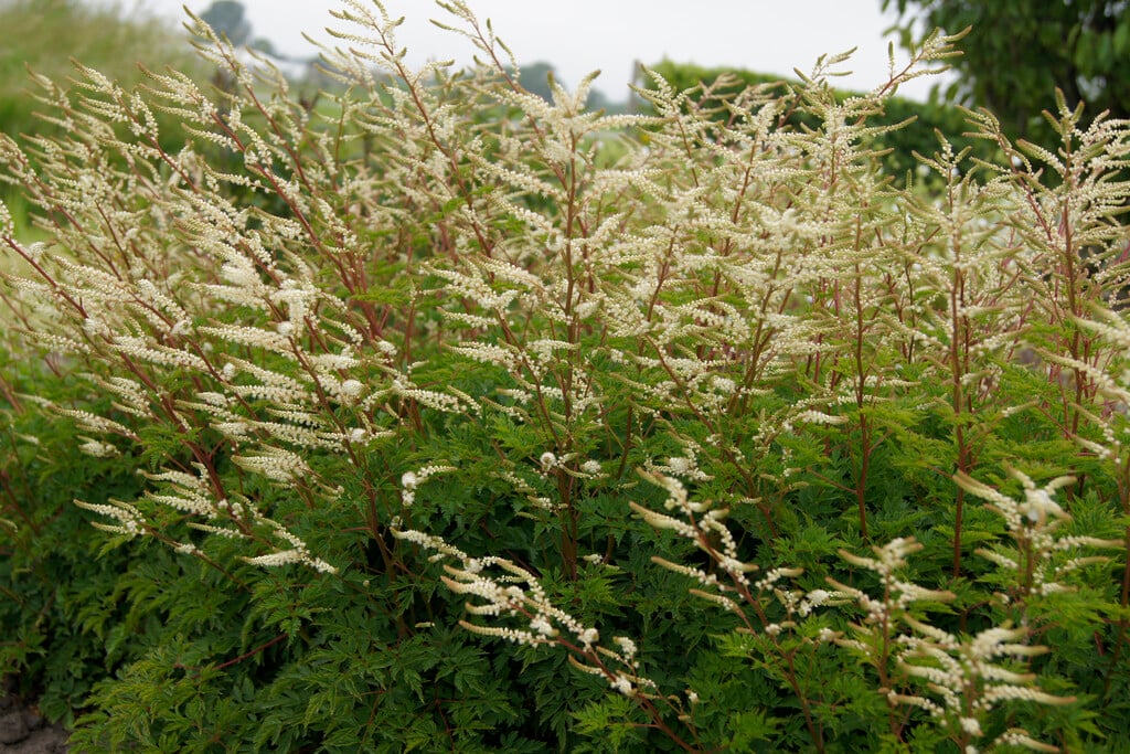 Волжанка Guinea Fowl