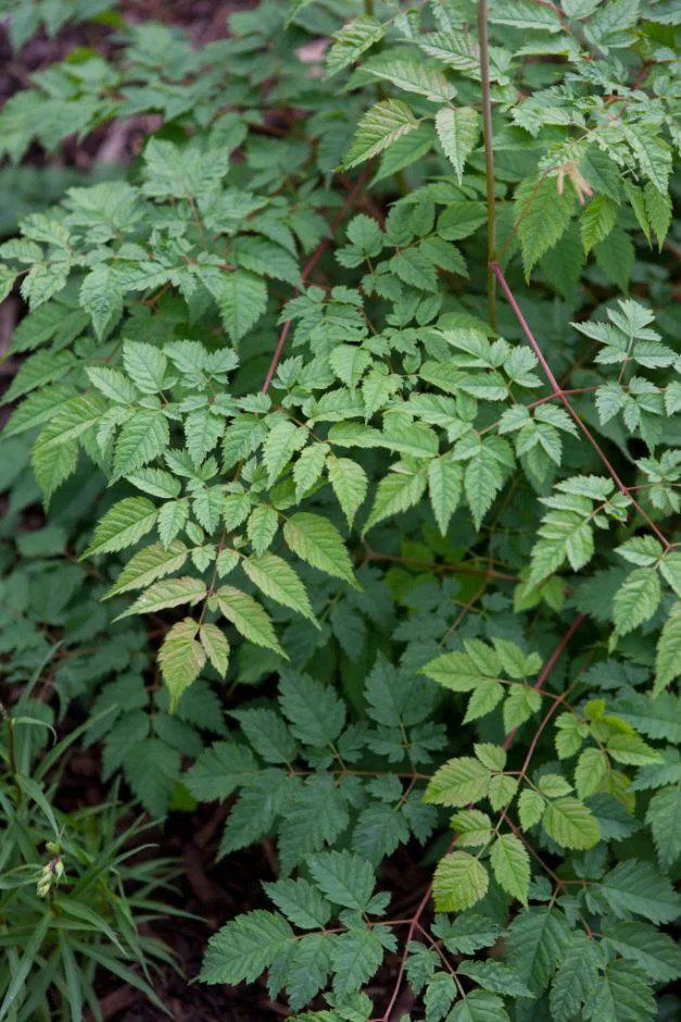 Волжанка Horatio