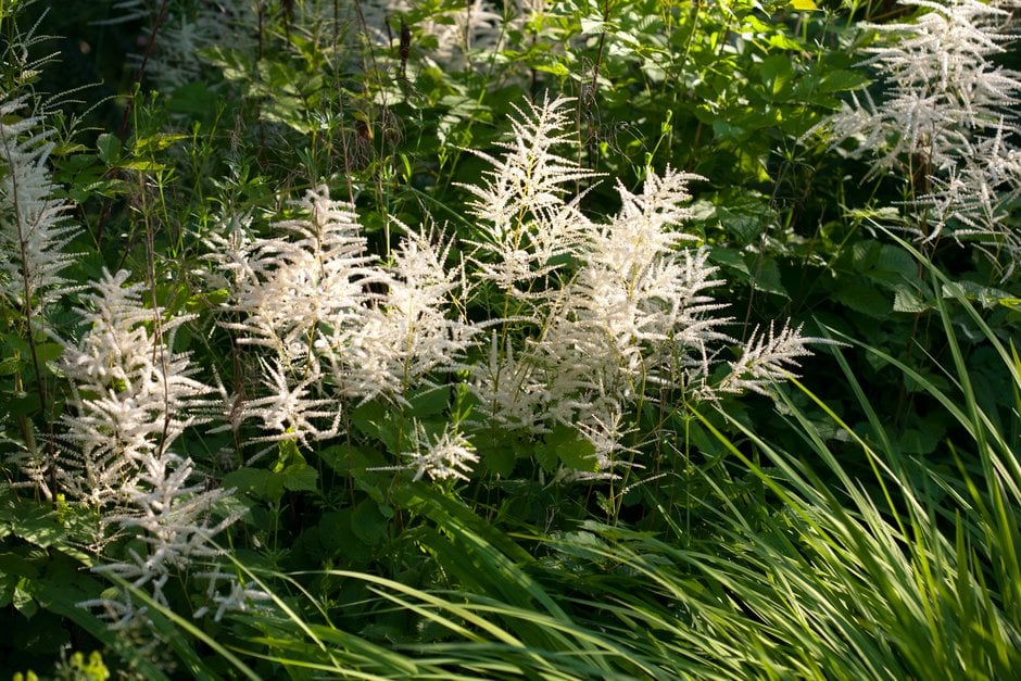 Волжанка Sylvester