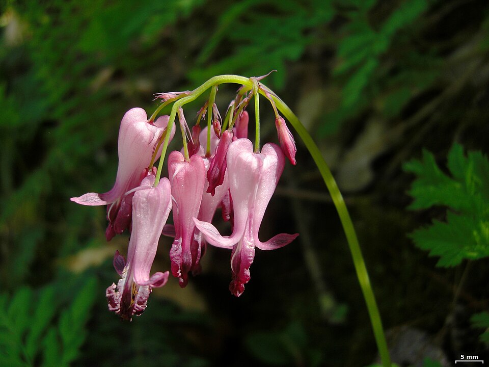 Dicentra eximia