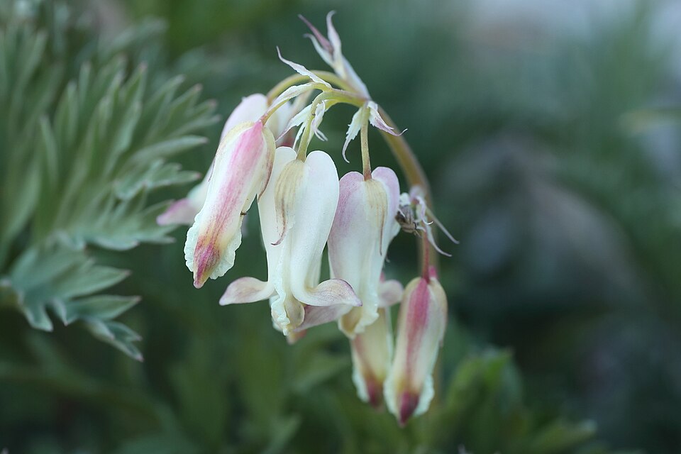 Dicentra nevadensis