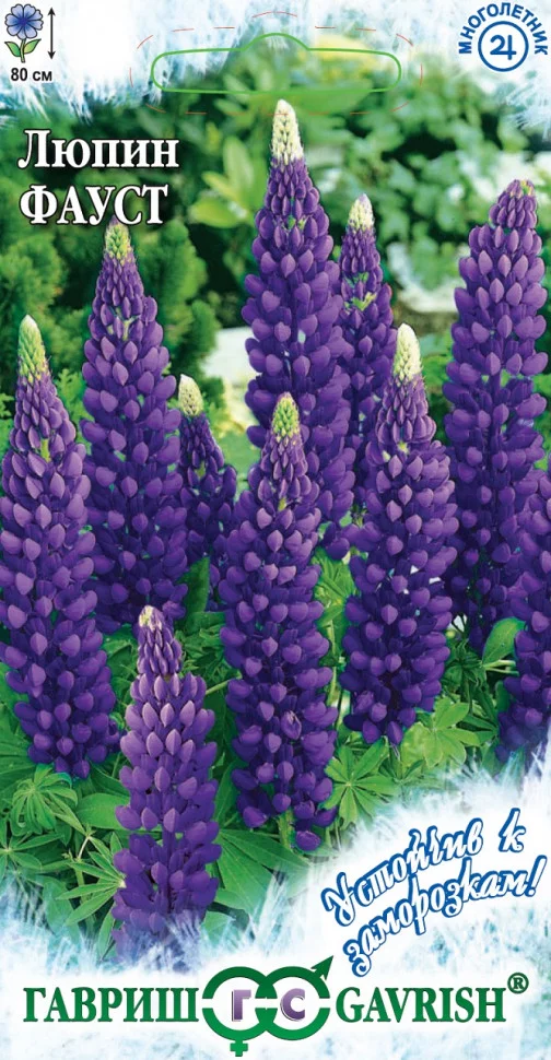 Семена_Люпин_Фауст_ГАВРИШ