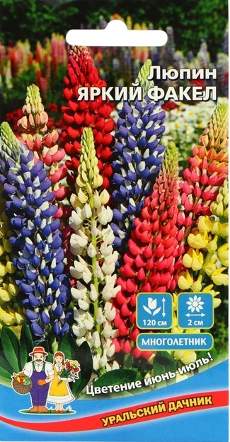 Семена_Люпин_Яркий_Факел_УРАЛЬСКИЙ_ДАЧНИК