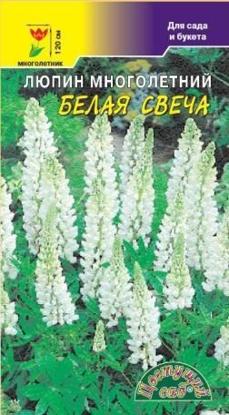 Семена_люпин_Белая_Свеча_ЦВЕТУЩИЙ_САД