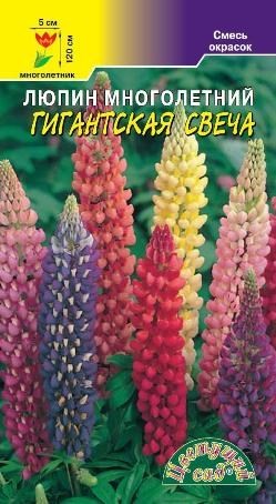 Семена_люпин_Гигантская_Свеча_ЦВЕТУЩИЙ_САД
