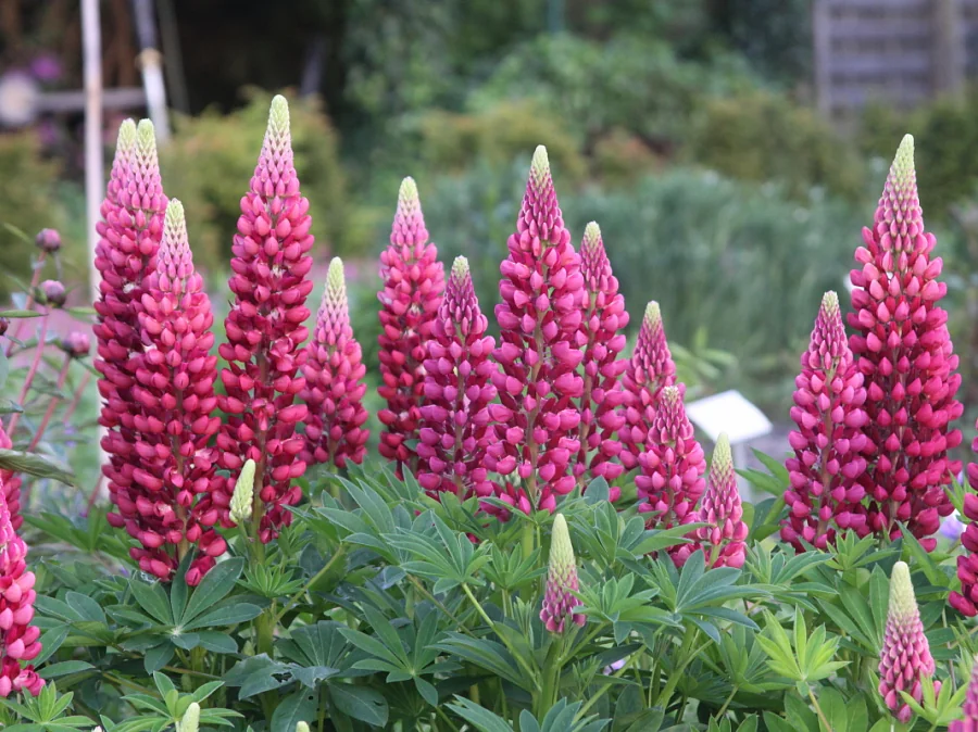 Люпин Band of Nobles. The Page